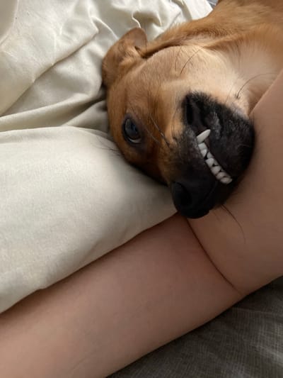 A tan and black dog is lying upside down on a white fabric surface. The dog's head is resting against a person's arm. The dog's teeth are visible. The location is not evident from the image.