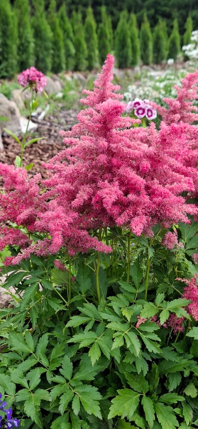 In Pihali, Estonia, a close-up vertical shot captures a vibrant pink Astilbe plant in full bloom. The feathery plumes of the Astilbe dominate the foreground, their delicate texture a stark contrast to the sharp, serrated green leaves of the plant. In the mid-ground, out of focus, a cluster of pink and white flowers with distinctive dark centers adds a touch of contrast. The background is a blur of dark green conifer trees, suggesting a garden setting. The lighting is soft, indicating an overcast day. The scene is devoid of any people or animals.