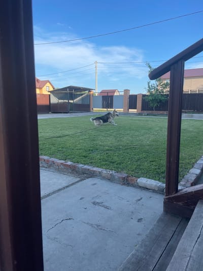 The image depicts a fenced yard with a dog in the middle of a grassy area. The dog is medium-sized with tan and black fur, and appears to be a German Shepherd or a similar breed. It is running, with its body angled and its tail up. In the background, there are houses and fences, suggesting a residential area. The sky is blue with some scattered clouds. The foreground shows a concrete pathway and wooden steps, indicating this is likely a backyard. The scene is set in Chulym, Russia, a city known for its suburban residential areas and clear skies.
