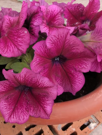 A close-up shot captures several vibrant pink petunias with dark veins, blooming in a terracotta pot. The pot rests on a surface composed of reddish-brown bricks. The background is out of focus, hinting at a textured, possibly wooden, surface. The lighting suggests an outdoor setting, likely during the daytime, with no people or specific landmarks of Вышки, Russia visible.