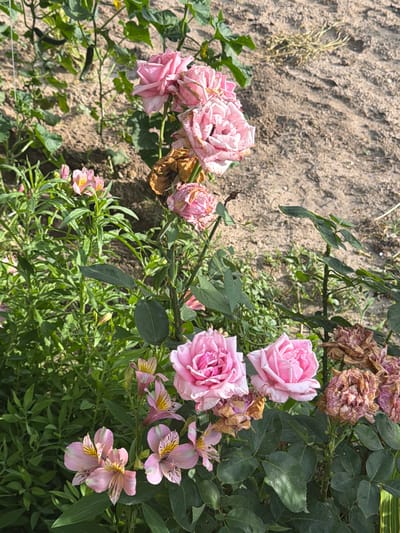 The image captures a close-up view of a garden in Lyubimets, Bulgaria, featuring a variety of pink roses and alstroemeria flowers. Several roses, in various stages of bloom, are visible, with some appearing fresh and vibrant while others are dried and withered. Interspersed among the roses are clusters of delicate pink alstroemeria flowers, identifiable by their distinctive petal patterns. The surrounding environment consists of green foliage, dry soil, and a hint of what appears to be a cucumber vine in the background. The lighting suggests it is daytime, with sunlight illuminating the scene. No people are present in the image, and there are no discernible actions or interactions taking place.