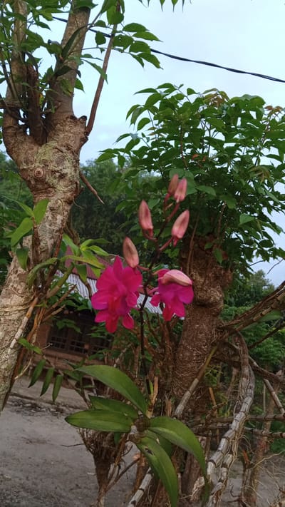 The image shows a close-up of a vibrant pink orchid growing on a tree. The orchid has several buds and blooms. The tree has rough, textured bark. Green foliage surrounds the orchid and tree. A building with a corrugated roof and windows is visible in the background. The scene appears to be in a natural environment, likely in Blangtingkeum, Indonesia. A utility cable is present in the upper right. The ground in the foreground appears to be a dirt or gravel road.