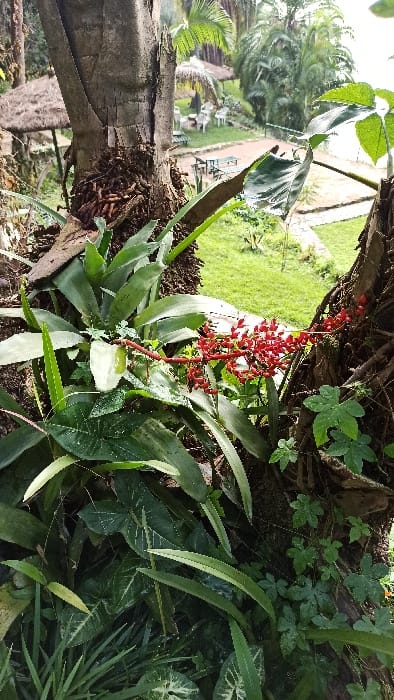 This image presents a vibrant, lush outdoor scene, likely a garden or resort area in Bwishyura, Rwanda, bathed in bright daylight under clear weather conditions.
The foreground is dominated by dense green foliage. A prominent red flowering plant, possibly a bromeliad, with a long, upright inflorescence covered in numerous small red buds or flowers, is a central feature. This plant appears to be growing epiphytically on or next to a sturdy tree trunk, which extends vertically along the left side of the frame. Surrounding this red flower are various green plants with different leaf shapes, including broad, pointed leaves and some with variegated patterns. Smaller, deeply lobed or star-shaped leaves are also visible among the undergrowth and clinging to the tree bark. A subtle spiderweb can be faintly discerned woven between some of the darker green leaves in the mid-right section.
In the background, a well-maintained, bright green lawn stretches out. Several light-colored outdoor tables and chairs are arranged on the lawn, suggesting a seating or dining area. Beyond this, numerous tall, slender palm trees are visible against a bright sky, and a light-colored building or structure is partially seen in the distance.
No people or visible text are present in the image. The scene conveys a serene and natural environment.