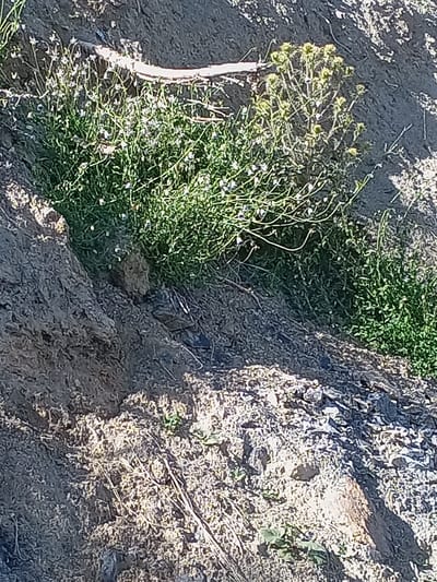 The image shows a patch of dry, sandy earth with sparse vegetation. A thin branch lies horizontally across the top of the frame. Small, delicate plants with thin stems and tiny white flowers are growing in clusters. To the right of these, a slightly taller plant with larger, bud-like structures is visible. The ground is uneven, with areas of loose dirt and small rocks. Sunlight casts shadows, indicating an outdoor setting. The overall impression is of a dry, arid environment, possibly a roadside or undeveloped area. The image is undated and lacks any specific indicators of time or event, other than the natural appearance of the flora and terrain.