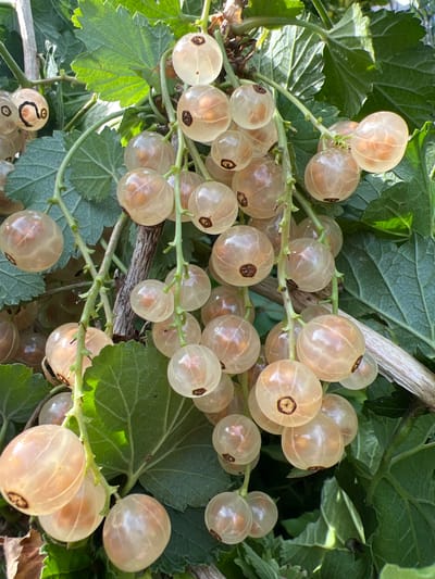The image shows a close-up view of a cluster of ripe white currants hanging from a branch, surrounded by green leaves. The currants are translucent, revealing their inner seeds, and have a light, peachy hue. Some of the currants have visible dark remnants of their stems. The lighting suggests it is daytime, with sunlight filtering through the leaves, creating bright highlights on the berries. The background consists of more green foliage and hints of a wooden branch. No people, actions, or interactions are depicted. The image is taken outdoors in what appears to be a garden or natural setting. There is no information about the location in Denderleeuw, Belgium within the image itself.