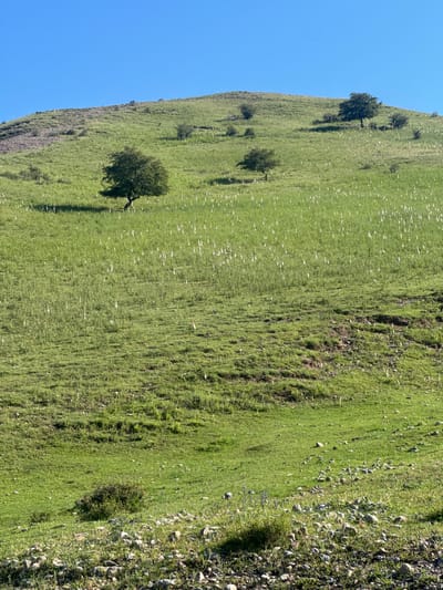 An outdoor, medium-angle, landscape shot depicts a grassy hillside under a clear blue sky. The hillside is covered in lush green grass, with some patches of lighter green, possibly flowering plants, scattered throughout. Several trees, varying in size and density of foliage, are dispersed across the slope. The foreground is rocky and uneven, with a low, dense bush to the left. In the middle ground, a single tree with a dark trunk and full green canopy stands out. The upper portion of the hillside is more sparsely vegetated, with some rocky outcrops visible. The overall impression is one of a natural, undisturbed rural environment in Kashka-Suu, Kyrgyzstan.
