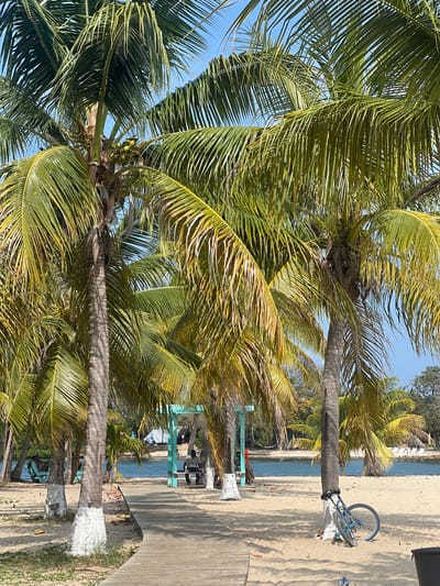 The scene is a beachside walkway in Placencia, Belize, lined with palm trees. The trees have green fronds and are painted white at the base. A bicycle is secured to one of the palm trees. In the background, the sea is visible, and there is a structure on the beach. The walkway is made of concrete. The sky is clear and blue.
