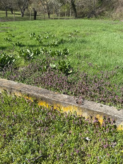 The image depicts a grassy area adjacent to a concrete border. The grass is mostly green, with patches of purple and white wildflowers interspersed. A concrete edge runs diagonally through the frame, with some yellow discoloration. In the background, a wooden fence is visible, along with trees without leaves. The location is Ralevo, Bulgaria.