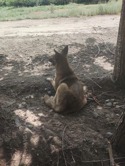A medium-sized, light brown dog with a darker muzzle and erect ears is lying on its side in the shade of a tree on a dirt path. The dog's body is facing to the left, and its head is turned towards the left side of the frame, with its mouth slightly open. The ground is covered in dirt, small rocks, and scattered twigs. In the background, a dirt road stretches into the distance, bordered by dry grasses and a line of trees and bushes. The scene is lit by sunlight filtering through the trees, creating dappled shadows on the ground. The location is identified as Ivanovka, Kyrgyzstan.