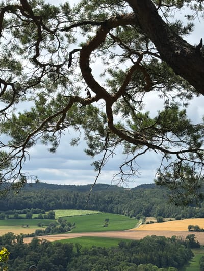 The image depicts a view from a high vantage point, looking down on a rural landscape. In the foreground, a large, gnarled tree branch, likely from a pine tree, dominates the top of the frame, partially obscuring the sky and the scene below. The branch is rough-barked and sparsely needled, with smaller branches extending downwards.

Below the tree, the landscape unfolds with rolling hills covered in dense, dark green forest. Interspersed within the forest are fields of varying colors: bright green, golden yellow, and a lighter, muted brown or tan. The fields are arranged in patches, suggesting agricultural use, with some appearing as cultivated crops and others as meadows. A winding dirt road or path is visible cutting through some of the fields. The overall impression is one of a peaceful, natural environment.

The sky above is cloudy, with patches of gray and white, indicating an overcast or partially cloudy day. The lighting suggests daylight, but the sun is not directly visible.

There are no people visible in the image. The only signs of wildlife are what appear to be birds perched on the tree branches in the upper portion of the image, though they are small and indistinct.

The specific location in the city of Heiligenstadt i. OFr., Germany, is not explicitly indicated in the image itself, but the scene is consistent with the hilly, forested terrain found in many rural areas of Germany.