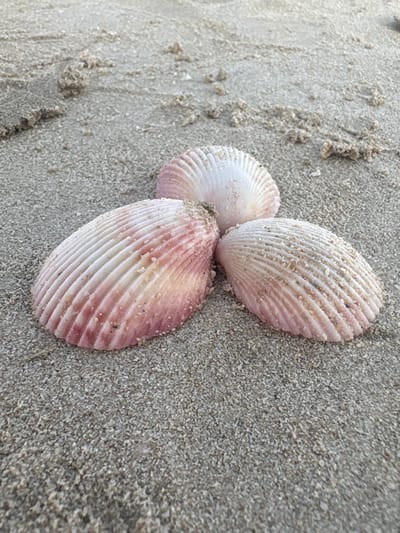 Three pink and white cockle shells are arranged in a triangular formation on a sandy beach. The shells are partially covered in fine sand, and their ribbed textures are visible. The sand is a light gray color, with some darker clumps of wet sand scattered throughout. The background shows more sand, with some faint lines suggesting the tide mark. The scene is outdoors, likely on a beach in Ajman, United Arab Emirates, given the context provided.