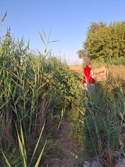 In Utmayli, Uzbekistan, a person wearing a red vest and a patterned skirt walks through dense vegetation, carrying a cardboard box. The scene is set at ground level, with tall green reeds and other plants dominating the foreground and midground. A tree is visible in the background, and the sky is clear and blue. The overall impression is one of an outdoor rural setting.