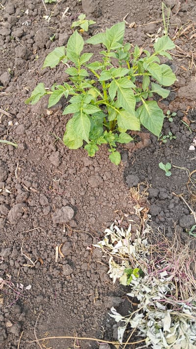 The image depicts a patch of dark soil in Kolyvan, Russia, with a healthy, green potato plant growing in the upper center. The potato plant has numerous large, ovate leaves and appears to be well-established. To the right and bottom of the potato plant, there is a cluster of dried, wilting vegetation, its leaves turned a pale white and its stems a reddish-purple. The soil is uneven, with some clods and a scattering of small pebbles and organic debris. The scene is illuminated by natural light, casting subtle shadows.