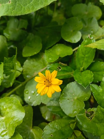 A single, vibrant yellow flower, characterized by approximately twelve petals and a dark brown central disc, is centrally positioned amidst a dense cluster of green vegetation. Numerous leaves are round, light green, and exhibit small, clear water droplets on their surfaces. Other, larger and darker green leaves, some with minor insect damage or irregular contours, are present, framing the scene. The image displays natural light conditions, with no human presence or artificial elements observed. The described scene is situated in Bình Hải, Vietnam.