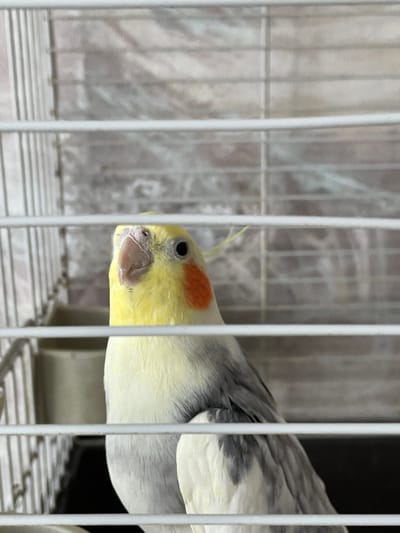 A cockatiel is in a white wire cage. The cockatiel has a yellow face with an orange cheek patch. The bird's body is gray and white. The background is blurred. Location information is not available in the provided image.