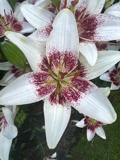 This media file is a close-up, high-angle photograph of several white lilies with deep red, speckled markings. The lilies are the primary subjects, filling most of the frame. The focus is on the intricate details of the petals, stamens, and the speckled pattern.
The scene is outdoors, with hints of green foliage and dark soil visible in the background, suggesting a garden or natural setting. The lighting appears to be natural daylight, likely overcast or diffused, as there are no harsh shadows. The overall impression is one of natural beauty and detail. There is no visible text. The setting is identified as Ossenzijl, Netherlands. The photograph captures a moment of quiet observation of the flowers.