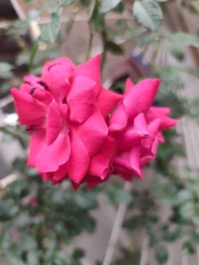 A close-up, shallow depth-of-field photograph captures a vibrant pink rose in bloom. The rose is the primary subject, with its petals unfurling in a complex, layered pattern. The background is softly blurred, showing hints of green foliage, a white fence, and a light-colored wall, suggesting an outdoor garden setting. The image does not provide any specific details about the location in Dachi, Kazakhstan.