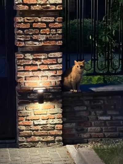 An orange tabby cat sits on a brick wall in front of a black metal fence. The cat is facing the camera with its ears perked up. Behind the cat, lush green foliage is visible. A brick pillar with an upward-facing light fixture is to the left of the cat. The ground in front of the pillar is paved with rectangular bricks. The scene appears to be an outdoor setting at dusk or night, illuminated by the light fixture and possibly ambient light. The location is identified as Zimyonki (Zimenki, Zimenka), Russia.