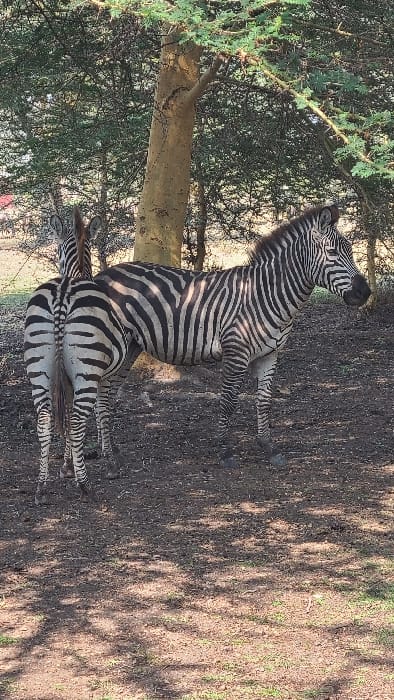 The image displays two zebras standing under the canopy of trees in a natural outdoor setting within Mto wa Mbu, Tanzania. The zebra on the right is positioned in profile, facing towards the right of the frame, exhibiting distinct black and white stripes across its body, mane, and face. A second zebra is partially visible behind and to the left of the first, facing away from the camera, with its striped hindquarters and tail prominently displayed. Both animals stand on a dark, earthy ground with sparse patches of green vegetation. Several trees with light brown trunks and green foliage are in the background, casting dappled shadows on the ground, indicating filtered sunlight from above. No human subjects or man-made objects are present.