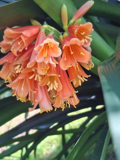 A cluster of bright orange flowers with yellow stamens hangs from a green stem. The flowers are trumpet-shaped and appear to be wet, with water droplets visible on some petals. A small black ant is perched on one of the flower petals. The flowers are surrounded by lush green foliage, with some leaves blurred in the foreground and background. The overall impression is of a vibrant and natural scene. The image was taken in Lēdmane, Latvia, in a garden setting.