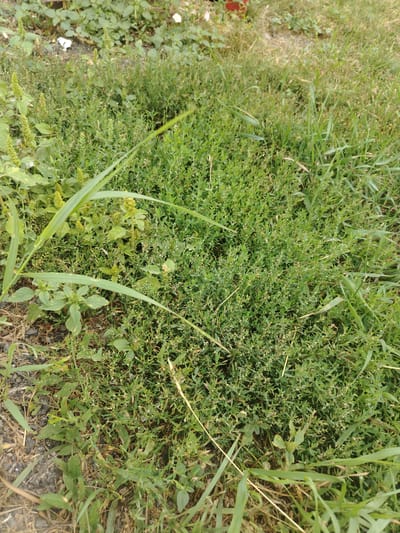 The image shows a patch of overgrown grass and weeds in Stepnoe, Russia. The vegetation is dense and appears unkempt, with various shades of green and some dry, brown patches. There are no visible people or man-made objects, suggesting an outdoor, natural setting. The ground is partially visible beneath the foliage, showing soil and gravel. The lighting suggests it is daytime, possibly overcast.