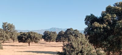 The image depicts a rural landscape with numerous oak trees scattered across a dry, grassy field. In the background, a range of mountains is visible against a clear blue sky. Power lines stretch across the horizon. The scene is bathed in sunlight, casting long shadows from the trees. There are no people or animals visible in the frame. The location is identified as Oropesa, Spain.