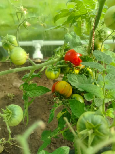 A close-up, slightly blurry shot captures a tomato plant growing in a greenhouse, as indicated by the white PVC piping visible in the background. The plant is laden with tomatoes in various stages of ripeness, ranging from green to red. Some tomatoes are round and smooth, while others have a ribbed appearance and a mix of green, yellow, and orange hues. Lush green leaves and stems fill the frame, with a red and white string supporting the plant. The soil beneath the plant is visible. The image was taken in Kashino, Russia.