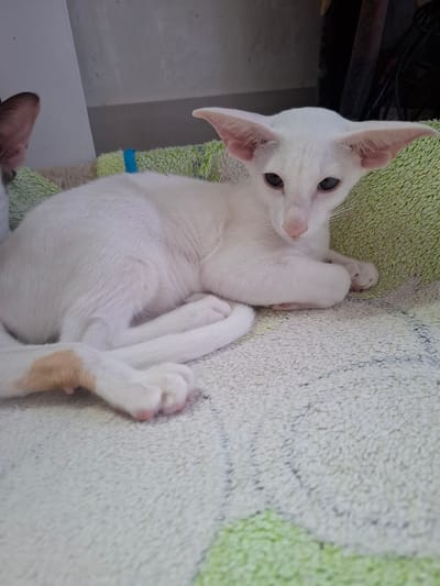 A white cat with large ears is lying on a textured green and white surface. The cat's eyes are open and directed towards the viewer. Its paws are tucked underneath its body. There is a patch of light brown fur on its hind leg. The background is out of focus and appears to be a light-colored wall and some dark objects. The image was taken indoors. There is no information available about its location in the city of Таптыково, Russia.