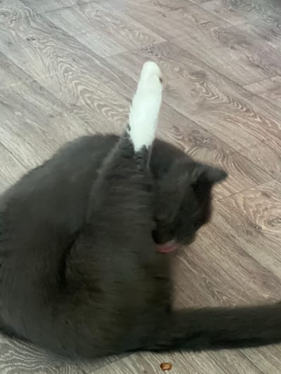 A dark gray cat with a white paw is grooming itself on a wooden floor. The cat is curled up and licking its white paw, which is raised in the air. A small brown piece of food is visible on the floor near the cat's tail. The room appears to be indoors, with the floor exhibiting a wood-grain pattern. There is no information available regarding the specific location within Mezhdurechenskiy, Russia.