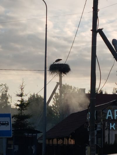 The image captures an outdoor scene in Переславское, Russia, likely during the daytime given the presence of clouds and daylight illumination. The central subject is a stork perched on its nest, which is situated atop a tall structure, possibly a utility pole or a specially constructed platform, in the middle of the frame. The stork is silhouetted against a cloudy sky, with its posture suggesting it might be resting or surveying its surroundings.
The setting includes several elements of human infrastructure and nature. To the left, a blue bus stop sign with a white pictogram of a bus is visible, indicating a public transportation stop. Behind the sign and further to the left, a dark, coniferous tree stands out. In the background, trees and foliage are present, suggesting a semi-rural or suburban environment. A building with a dark roof and visible smoke emanating from it is positioned in the lower right portion of the image, adding a touch of atmospheric detail, perhaps from a chimney.
Power lines and utility poles are prominent features, crisscrossing the sky and framing the scene, typical of rural or older urban landscapes. One particularly tall, dark utility pole is in the foreground on the right, with wires attached to it. The lighting suggests it's either early morning or late afternoon, with the sun attempting to break through the overcast sky, casting a soft, diffused light. The overall mood is quiet and serene, focusing on the natural element of the stork in its man-made environment. No specific text, other than that on the bus stop sign, is clearly legible.