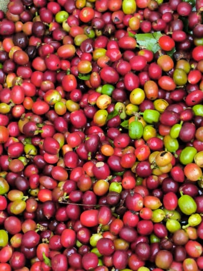 A close-up, overhead shot shows a pile of ripe coffee cherries, a common sight in Bintangpermata, Indonesia, a region known for its coffee production. The cherries are a mix of deep red, vibrant crimson, and a few lighter shades of pink and yellow, indicating varying degrees of ripeness. Some cherries show the characteristic dimple at the top where the stem was attached, and others have a slight sheen, suggesting they may be freshly picked or still damp. The texture of the pile is varied, with some cherries appearing smooth and plump, while others show slight imperfections or the presence of small leaves and stems interspersed among them. The lighting appears to be natural, casting soft shadows and highlighting the rich colors of the fruit. No people or animals are visible in the image, and the focus is solely on the abundance of coffee cherries, suggesting a harvest or processing stage. The background is entirely filled with the cherries, creating a visually dense and uniform composition.