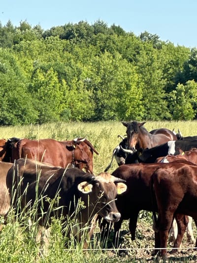 The image shows a herd of cattle and a horse in a grassy field. The animals are a mix of brown and black and white. In the background, there is a line of trees. The sky is blue and clear. This scene is located in Dubrovitsy, Russia.