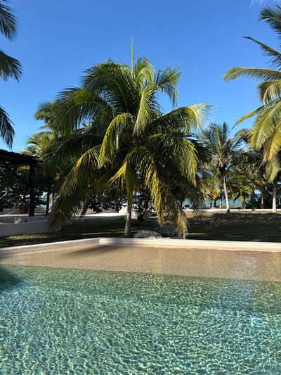 Palm trees against a clear blue sky are partially seen over a swimming pool's edge. The pool water is a light aqua color with sun-dappled patterns. Lush green foliage surrounds the palm trees, creating a tropical ambiance. The image is vertically oriented, capturing the tranquil scene of a beachfront property. The shot emphasizes the natural elements and the pool's inviting waters.