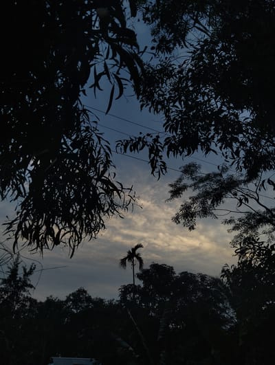The image depicts a view towards the sky, framed by silhouetted tree branches. The sky has a cloudy and subdued light, possibly at dusk or dawn. In the lower half, the silhouetted outlines of more trees and vegetation are visible. A single palm tree stands out. Based on the city information provided, the location is Southkhali, Bangladesh. There are no people visible in the image. There are utility lines strung amongst the trees.