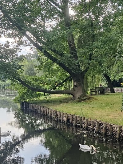 The image depicts a serene natural scene near the city of Isselburg, Germany, likely along the river Issel. In the foreground, a tranquil body of water reflects the surrounding greenery and the sky. Two swans are visible on the water; one is partially submerged, and another is gracefully swimming. Along the bank of the water, a rustic fence made of interwoven branches and posts separates the water from a grassy area.
Further inland, a large, mature tree with expansive branches dominates the middle ground, casting a shadow on the lush green grass. Beneath the canopy of this tree, a wooden park bench is situated, suggesting a place for rest and contemplation. Behind the bench, a weeping willow tree adds to the picturesque setting. The background consists of dense foliage and trees, indicative of a park or natural reserve. The overall atmosphere is peaceful and idyllic.