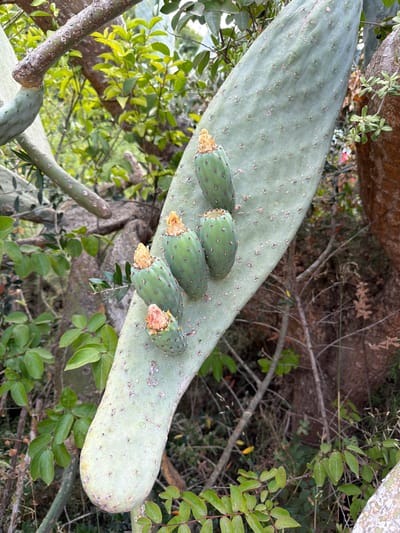 This media file displays a close-up, rotated view of a prickly pear cactus pad with several developing fruits. The pad is a pale green, elongated oval shape, with numerous small, brown areoles, each indicating where spines would typically grow. Some of these areoles appear to have remnants of dried flower petals.
Four green, oblong fruits are visible on the surface of the pad. They are attached by short stalks and each fruit has a cluster of dried, yellowish-orange petals at its tip. The fruits vary slightly in size, with the two on the left appearing slightly larger than the two on the right. The background is a mix of natural foliage and branches, suggesting an outdoor setting. Some of the surrounding greenery is vibrant and lush, while other areas show more muted, earthy tones of branches and dried leaves.
The lighting suggests it is daytime, with the light evenly distributed, indicating a likely overcast or shaded condition. There are no people or visible text in the image. The overall impression is a snapshot of natural growth and the early stages of fruit development on a cactus. The location context provided places this scene in the Misgav Regional Council, Israel, which is a region known for its diverse Mediterranean flora.