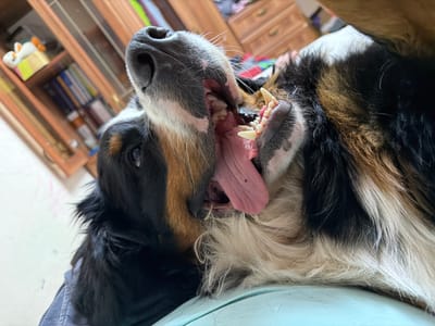 The image shows a close-up, low-angle shot of a Bernese Mountain Dog with its mouth wide open, revealing its tongue and teeth. The dog's head and fur are dominant in the frame. The background is blurred, but appears to be an indoor setting with wooden furniture, possibly a bookshelf with books and a toy. The lighting is bright and appears to be natural or from a nearby window. The overall impression is of a playful or panting dog. There is no information about the location in the city of Чёрная, Russia.