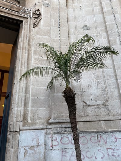 A palm tree extends from the right side of the image, its trunk brown and fibrous, and its green fronds reaching towards the left. The tree is positioned against a building constructed of rectangular stone blocks, with visible mortar lines. There are architectural details above an entrance, including a decorative scroll and a stone frame around a former plaque. The stone wall exhibits some graffiti in red. Below the tree, a doorway with a dark frame leads to an illuminated interior. To the left, a metal ladder is leaning against the building near the doorway. This image is of the facade of Palazzo Pennisi di Floristella, a baroque palace in Acireale, Italy.
