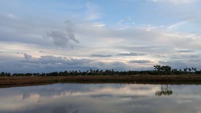 The image shows a tranquil body of water reflecting a sky filled with soft clouds and the silhouette of a treeline. The treeline consists of various types of trees, including what appear to be coconut palms, stretching across the horizon. In the foreground, the water is calm, with subtle ripples. The shoreline is visible, with a strip of brown earth and sparse vegetation. The background features a hazy mountain range under a pale sky. There is a single white bird standing on the shoreline. The overall scene evokes a peaceful rural or coastal landscape, consistent with the location of Pasi ie Leubeue, Indonesia.