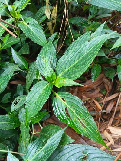 The image presents a close-up view of a green plant located in Situm, Papua New Guinea. The plant features numerous elongated, ovate leaves with prominent venation, exhibiting various shades of green, some appearing moist. Multiple leaves display irregular holes, tears, and brown spots, indicating prior insect herbivory or damage. A small, dark-bodied insect is visible resting on the upper surface of a leaf in the lower-right quadrant. The background shows additional blurred green foliage and brown organic matter, including dried plant debris, on the ground. No human subjects or actions are depicted.