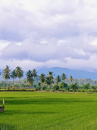 The image depicts a lush green rice paddy field in the city of Pulo Dayah, Indonesia. The field extends from the foreground to the middle ground, showcasing the vibrant green of the growing rice. A few scattered birds are visible in the field. In the middle ground, a line of palm trees stands tall, separating the rice paddy from a forested area and a distant mountain range. The sky above is filled with soft, lavender-hued clouds, creating a tranquil and serene atmosphere. The overall scene captures the natural beauty of the Indonesian landscape.