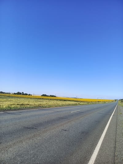 This is a low-angle, wide shot of a paved road stretching towards a distant horizon under a clear, bright blue sky. The road has two lanes, marked by white lines. To the left of the road, there is a field of bright yellow sunflowers, bordered by a row of dark green trees. The right side of the road is a gravel shoulder. The scene appears to be in a rural area, possibly in the city of Studentsy, Russia, given the clear blue sky and expansive fields, suggesting a sunny day. There are no people or vehicles visible in the immediate foreground or midground of the image. The overall impression is one of a vast, open landscape under a cloudless sky.