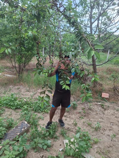 In a rural setting in Dolna Malina, Bulgaria, a person is shown reaching into a cherry tree to pick fruit. The person is wearing black shorts with a blue and black striped accent at the bottom and a blue t-shirt with black stripes. They are also wearing black athletic shoes. The tree is laden with dark cherries and green leaves. The ground around the tree is dry and sandy, with patches of green grass and weeds. In the background, there are more trees and vegetation, suggesting a natural or agricultural environment. A few scattered objects are visible on the ground, including a red brick and a piece of plywood with "SKYFORM" printed on it. The lighting suggests it is daytime, possibly late morning or afternoon, with no strong indications of specific weather conditions. The overall scene evokes a sense of harvesting or enjoying the fruits of nature.