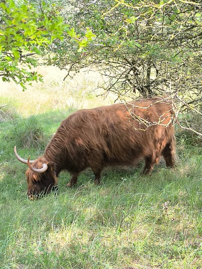 The image shows a Highland cow grazing in a grassy field in Overveen, Netherlands. The cow has a thick, shaggy brown coat and long, curved horns. It is standing under the shade of a tree, with some of its body obscured by the branches. The field is mostly green with tall grass, and there is a patch of light-colored grass in the background. The scene is bathed in natural light.