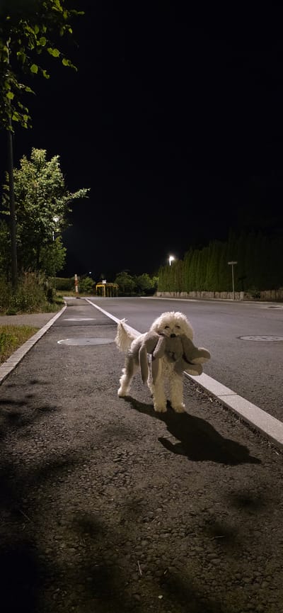 A fluffy white dog stands on a paved path at night, carrying a grey stuffed bunny in its mouth. The dog is facing towards the left side of the frame, with its body angled slightly away from the camera. The bunny's ears hang down in front of the dog's chest. The paved path has a white line marking its edge. To the left of the path is a strip of grass and then a tree with illuminated leaves. In the background, there is a street with streetlights and a line of dark green trees. The scene is set in Lieli, Switzerland, as indicated by the street sign visible on the right side of the image. The sky is dark, suggesting it is nighttime.