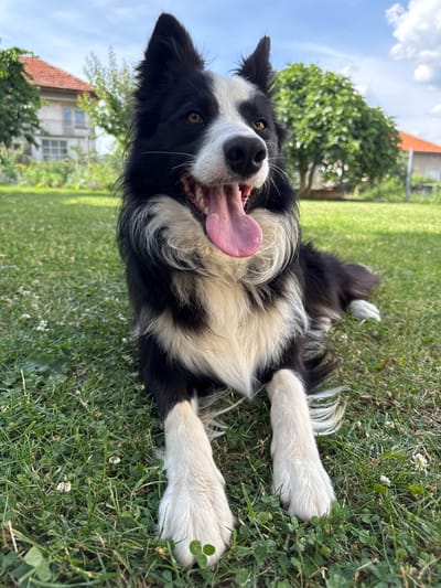 An eye-level, full body shot captures a black and white Border Collie lying on a patch of green grass in what appears to be a backyard. The dog's mouth is open, its pink tongue hanging out, and its eyes are looking forward. The background includes a house with a red tile roof, trees, and a blue sky with clouds.