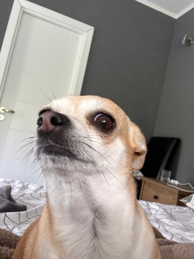 A close-up shot features a small dog, likely a Chihuahua or similar breed, with light brown and white fur, looking directly towards the viewer. The dog's head is tilted slightly, showcasing its dark, reflective right eye and a prominent black nose with visible whiskers. The dog's expression appears curious and calm.
The setting is indoors, characteristic of a bedroom. The background primarily consists of a dark grey wall, visible to the left and behind the dog. To the immediate left, a white door frame with simple paneling is partially seen. Above, a ceiling and a small metallic light fixture are subtly visible. To the right, a wooden bedside table with a dark electronic device, possibly a monitor or speaker, is present. Part of a white and grey patterned sheet or blanket, likely bedding, is also visible, along with a darker grey fabric object.
The lighting in the image suggests daytime, providing a soft, ambient illumination throughout the room. No specific activity beyond the dog's attentive gaze is depicted. There is no visible text in the image. The overall impression is a serene moment of a pet observing its surroundings within a domestic environment in Ralevo, Bulgaria.