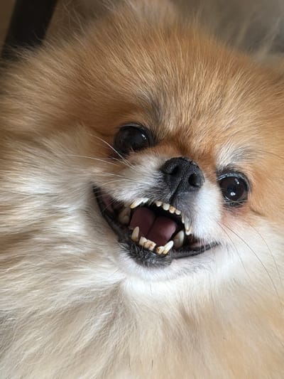 This is a close-up, full-frame, eye-level photograph of a Pomeranian dog's face. The dog has light brown and white fur, with a fluffy mane around its face. Its mouth is open, revealing sharp, small teeth and a dark pink tongue. The dog's eyes are dark brown and appear glossy. The background is out of focus, suggesting a shallow depth of field. The image does not provide any information about a location in Dobratycze, Poland.