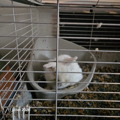 The image shows a white rabbit in a cage, likely a pet rabbit, as indicated by the clean white fur and the presence of a food dish and bedding. The cage is made of metal bars, with a white plastic base. The rabbit is in a curled position, resting in its dish. The cage contains wood shavings or similar bedding material. A brown label with text partially visible, reading "R CONTROL" and "SUPERIEUR", is attached to the cage. The background appears to be indoors, with a hint of a ceiling or another cage structure visible at the top. A date stamp in the lower left corner reads "11 juillet 2026". The image is blurry, suggesting it was taken with a low-resolution camera or in low light conditions. There is no information in the image to suggest a specific location within Saint-Calixte, Canada.