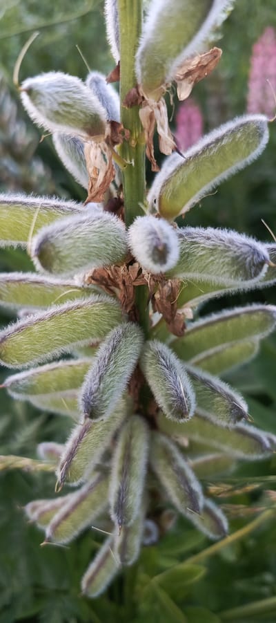 The image displays a close-up view of a lupine plant's developing seed pods. The pods are oblong and covered in fine, fuzzy hairs, giving them a soft, greenish-gray appearance with darker, purplish stripes running lengthwise. They are arranged in a spiral pattern along a thick, green stem. Some dried, brown remnants of previous flowers are visible among the pods. The background is softly blurred, showing hints of green foliage and a few pinkish flower spikes, suggesting an outdoor setting. The lighting appears natural, with soft shadows. The location is identified as Merchalovo, Russia.